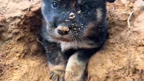 Cave puppy, puppy, pastoral dog, dog