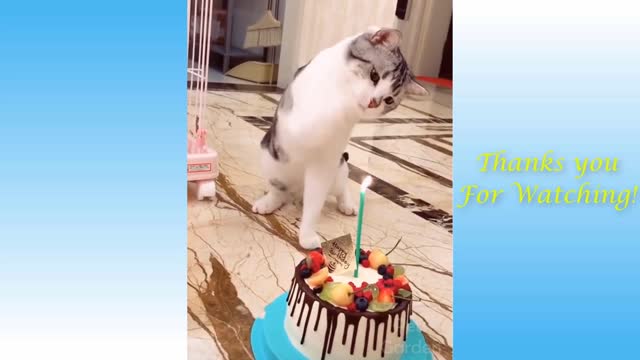This will make you smile guaranteed! Funny& cute animals