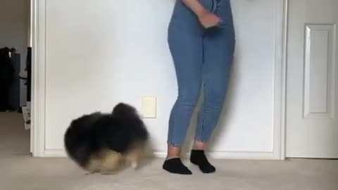Dog love doggo