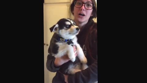 Talking husky puppy