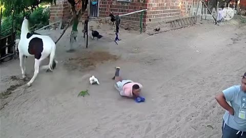 😂funny animal videos 2022 🤣 funniest elephant and horse videos😅😂