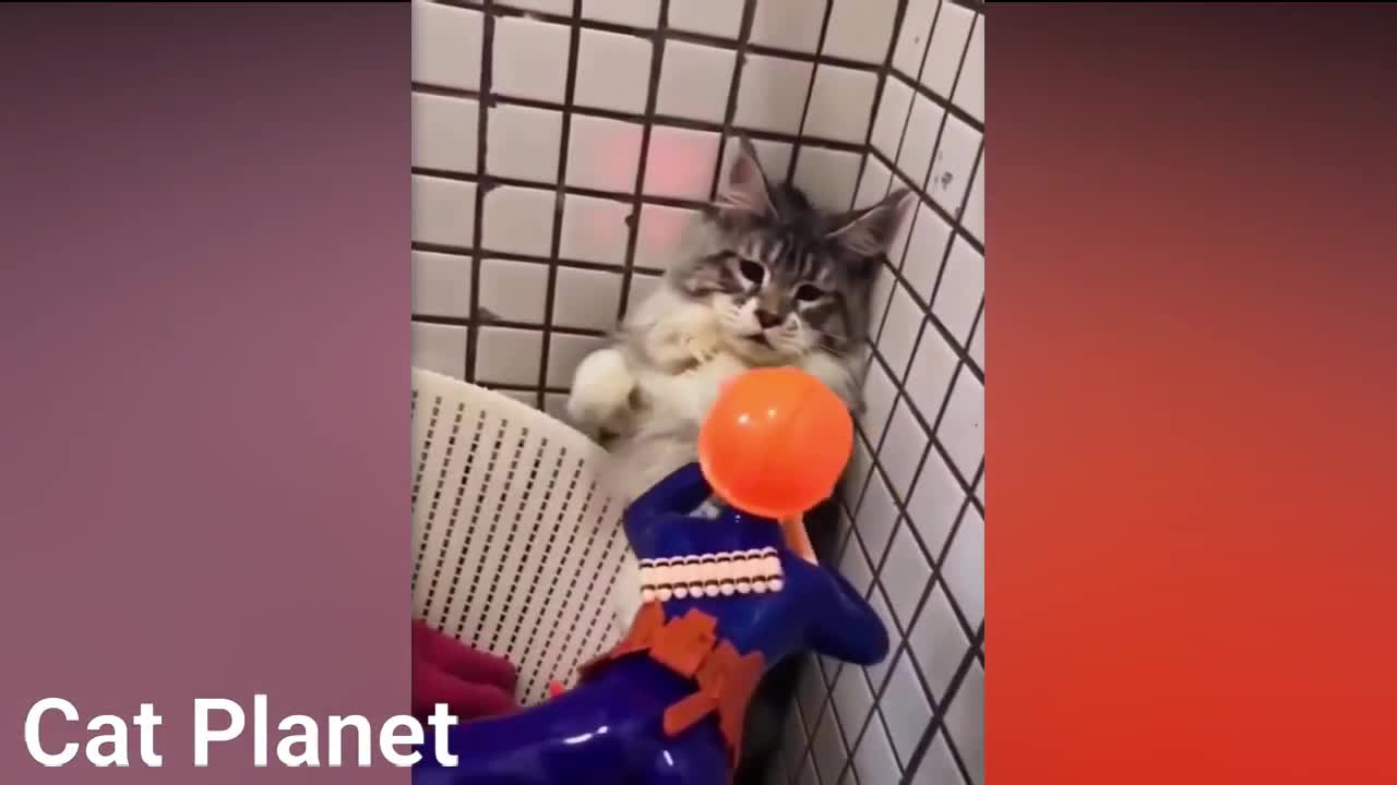 Beautiful and fluffy kittens!