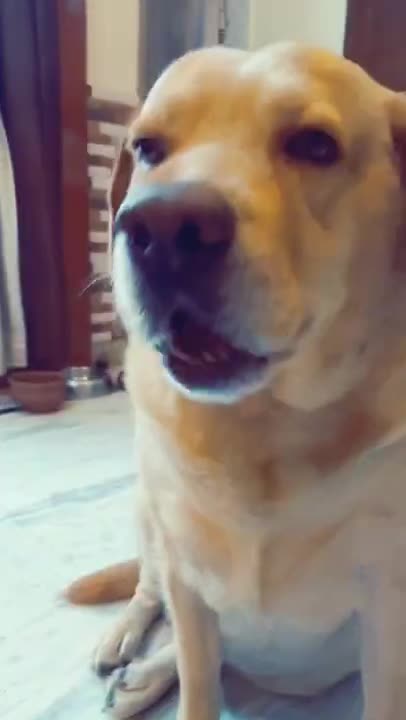 Dogs, funny animals commed,dofa fun,dog comedy scenes 🤣