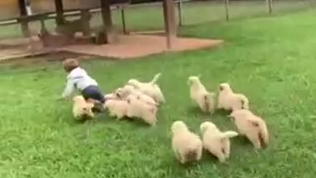 Golden Retriever Puppies Launch Cuteness Attack on Toddler