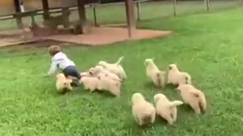Golden Retriever Puppies Launch Cuteness Attack on Toddler