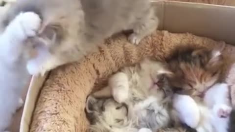 Cat cat cat chat