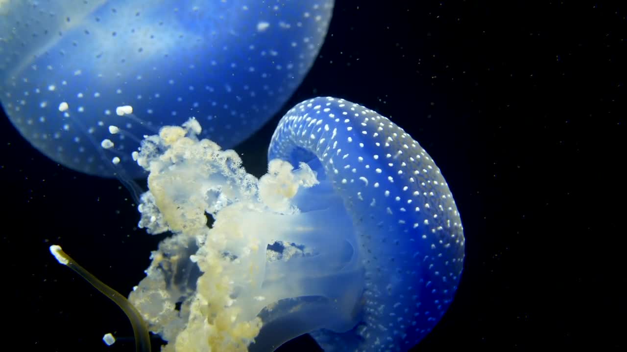 Beautiful Jellyfish video