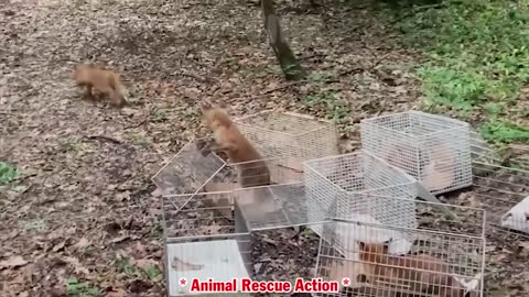 When Animals Go On A Rampage!