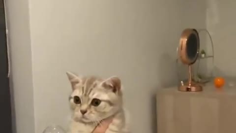 Cats like bubbles!
