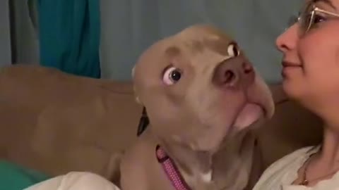 Funny bark at your dog