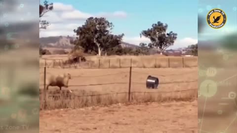 Funny animal video 😂😂