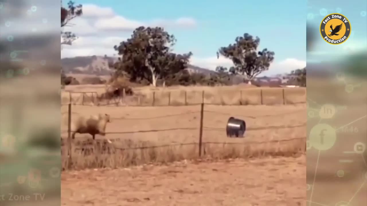 Funny animal video 😂😂