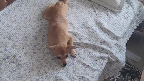 강아지 쓰다듬기