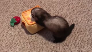 Little Bear with a sweet tart