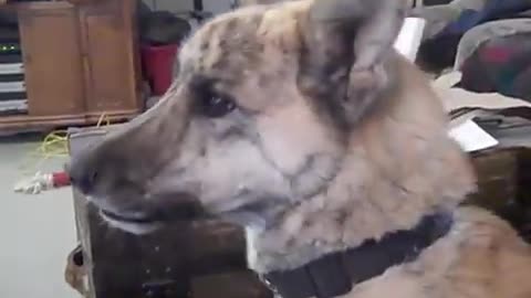 Ultimate Dog Tease