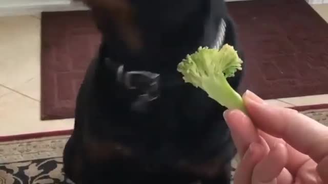 Vegetables not mon