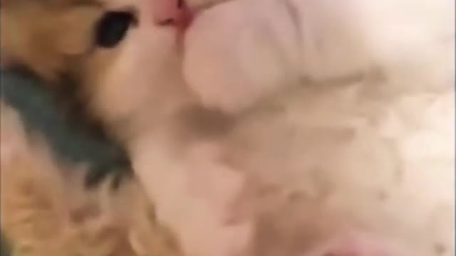 Kitty Play Time!!