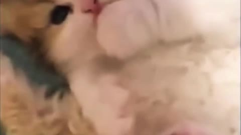 Kitty Play Time!!