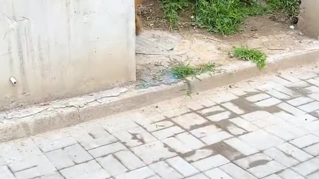 Golden Retriever Dog Takes Care of Pregnant Wife Dog