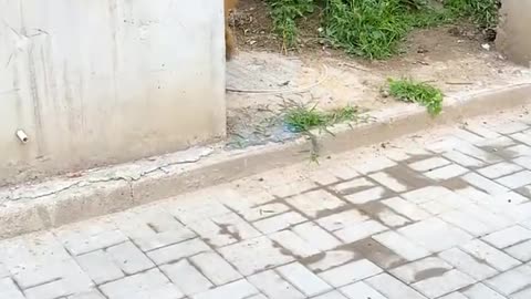 Golden Retriever Dog Takes Care of Pregnant Wife Dog