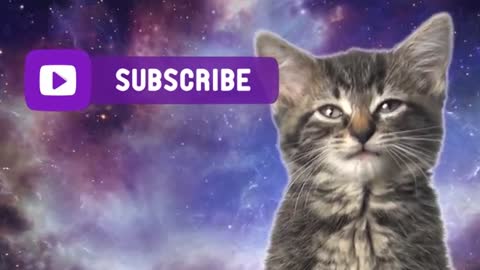 Space Cats — Magic Fly