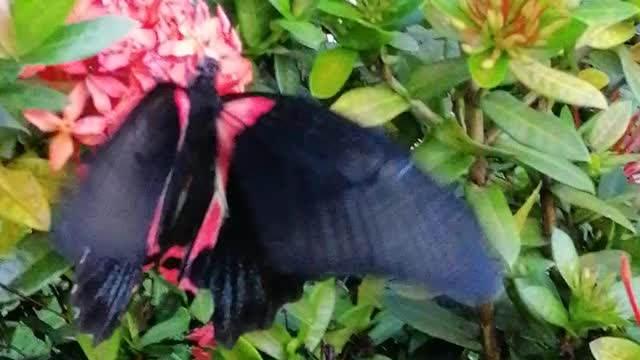 Big Beautiful Butterfly in my Garden 😍😍😍❤️❤️❤️
