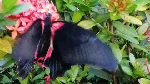 Big Beautiful Butterfly in my Garden 😍😍😍❤️❤️❤️