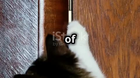 How Fast Are Cat Reflexes? 🐱💨
