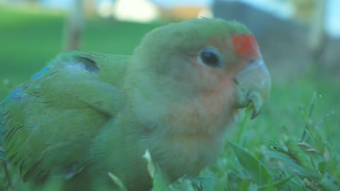Cute Green Bird