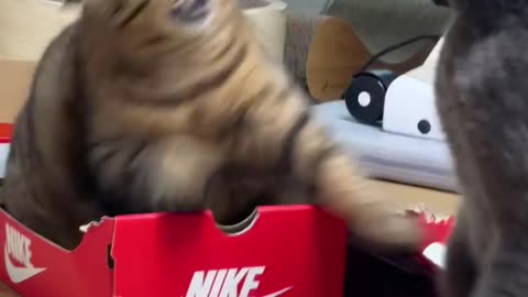 funny pets animals prank videos so amazing try not laugh