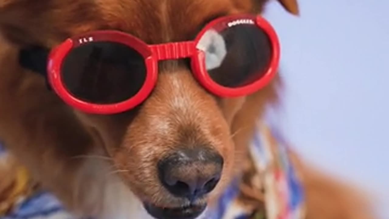 Ultimate Compilation of Dogs Being Silly