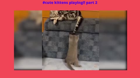 kitten playing part 2