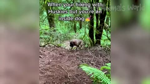 Funny animals Videos 2023#