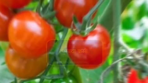 टमाटर चे भाव वाढण्याचे कारण 💯✅