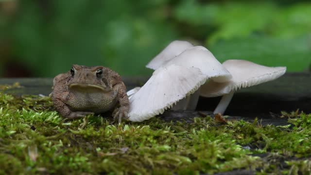 Toad Stools.