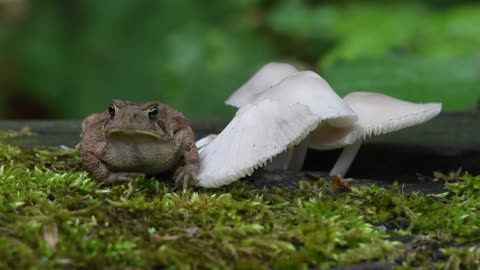 Toad Stools.