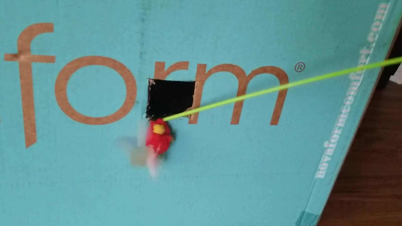 20240804 181243 Tux Playing in the Mattress Box with the Bug Stick Toys Box