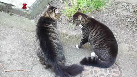 Funny animal video compilation ( cats & dog)