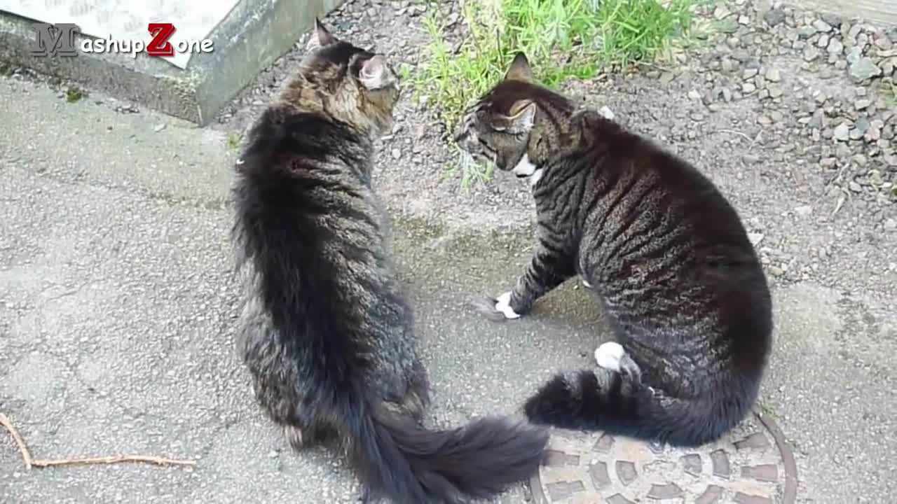 Funny animal video compilation ( cats & dog)