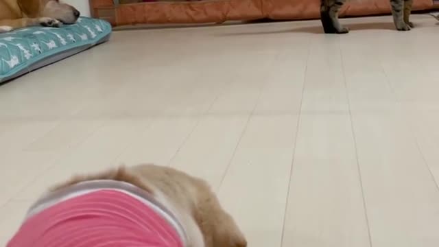 I wonder if I will play with you?