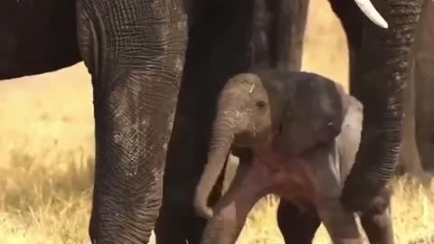 The love of the mother