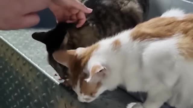 The cat is eating a snack