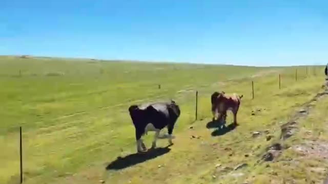 A group of cows on the grassland