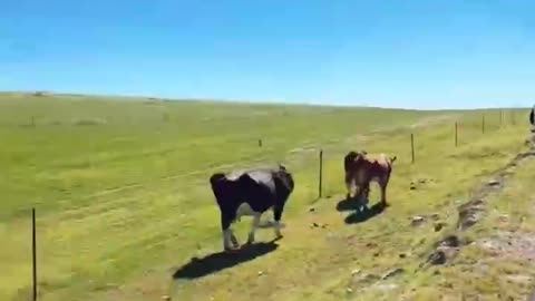 A group of cows on the grassland