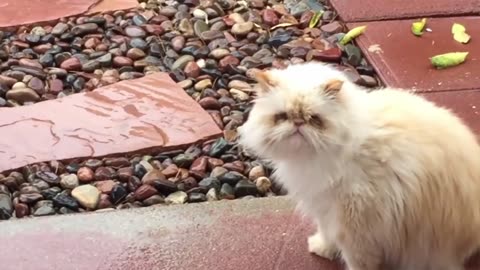 Funny Cats Will Make You Laugh For Hours!!! NEW 2024