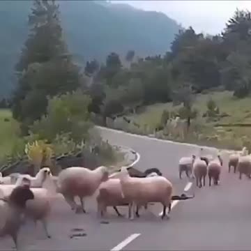 When will the sheep finally wake up???