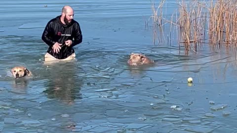 Owner Rescues Dogs That Fell Through Lake Ice