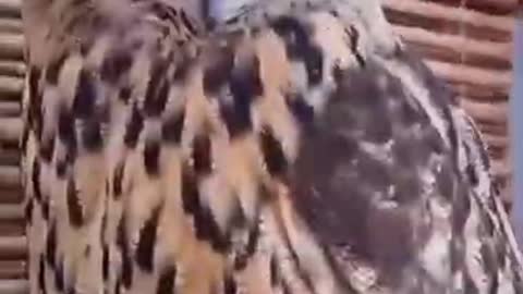 https://youtube.com/shorts/SrvGm5r3CGs?feature=share