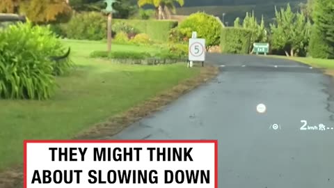 Kangaroos Can't Get A grip On A Wet Road 🦘