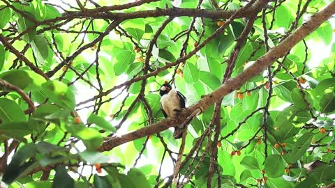 RELAXATION WILDLIFE